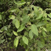 Leptadenia reticulata (Retz.) Wight & Arn